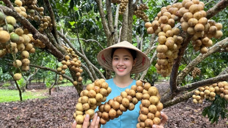 Mô hình vườn trái cây bòn bon sinh thái miệt vườn