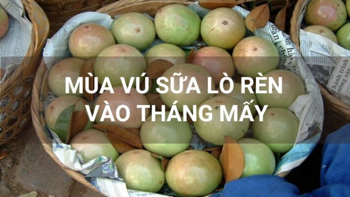 Mùa vú sữa Lò Rèn vào tháng mấy?