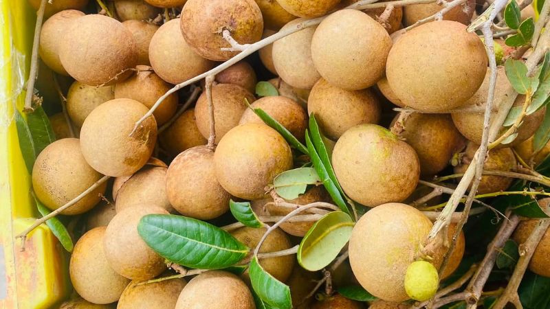 Những quả nhãn xuồng cơm vàng chất lượng