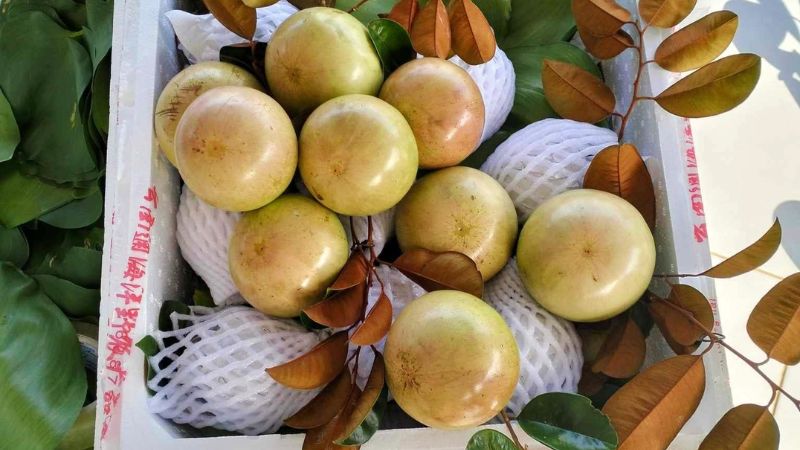 Tiêu chuẩn nông sản sạch vú sữa bơ hồng