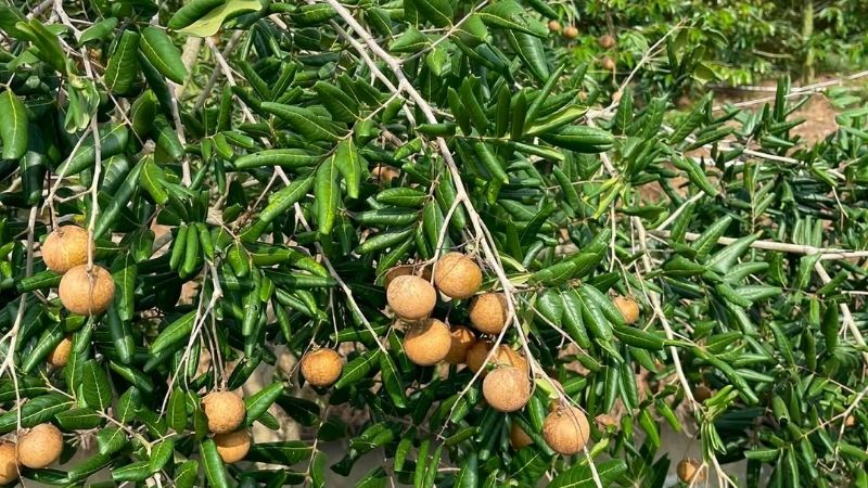 Trái nhãn xuồng ở trên cành cây
