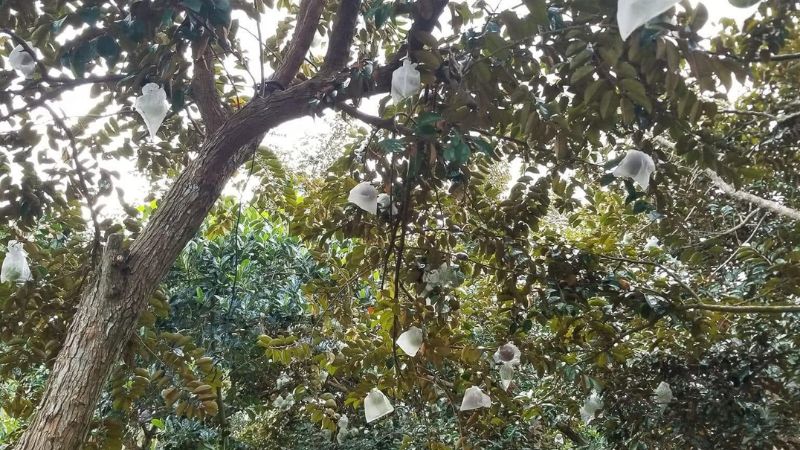 Trái cây vú sữa bơ hồng chín mọng trên cành
