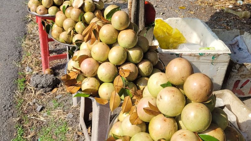 Vú sữa Lò Rèn bán khi vào mùa thu hoạch