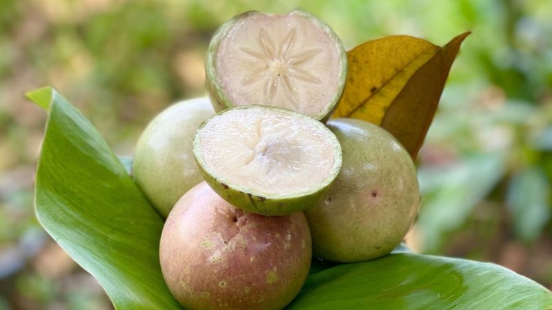 Vú sữa Lò Rèn cắt đôi, lộ phần thịt trắng