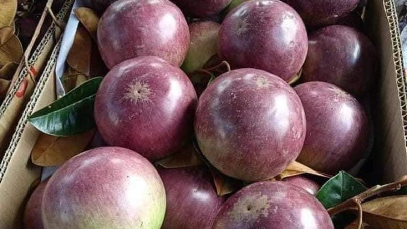 Gian hàng vú sữa tím tại Vườn Nhà Tía Má