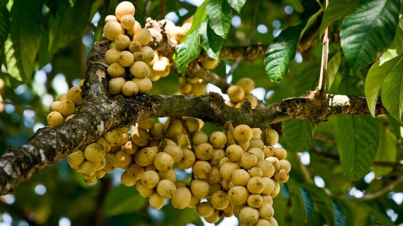 Cảnh vườn bòn bon bạt ngàn trên triền đồi tại Tiên Phước (Quảng Nam)