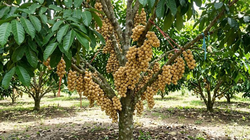 Vườn bòn bon sinh thái trĩu quả