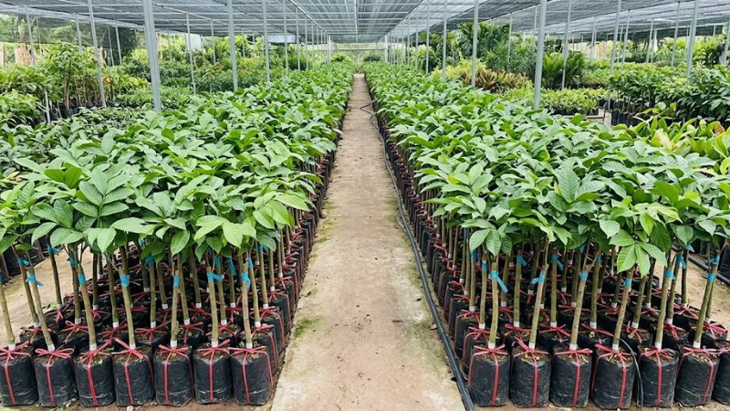 Hệ thống cây bòn bon giống được che mát