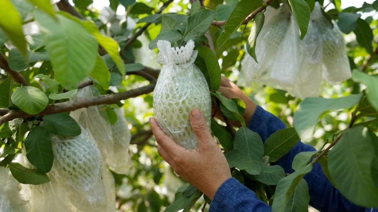 Cách nhận biết ổi ruột đỏ ngon