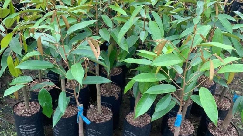 Cây giống sầu riêng Monthong ghép trong bầu đất, bộ lá xanh ươm, khỏe mạnh