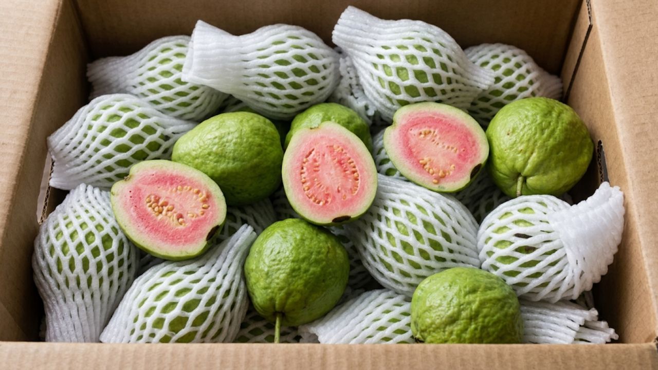 Ổi ruột đỏ giá bao nhiêu - Cận cảnh một trái ổi ruột đỏ được bổ đôi, lộ rõ phần thịt màu hồng tươi tắn