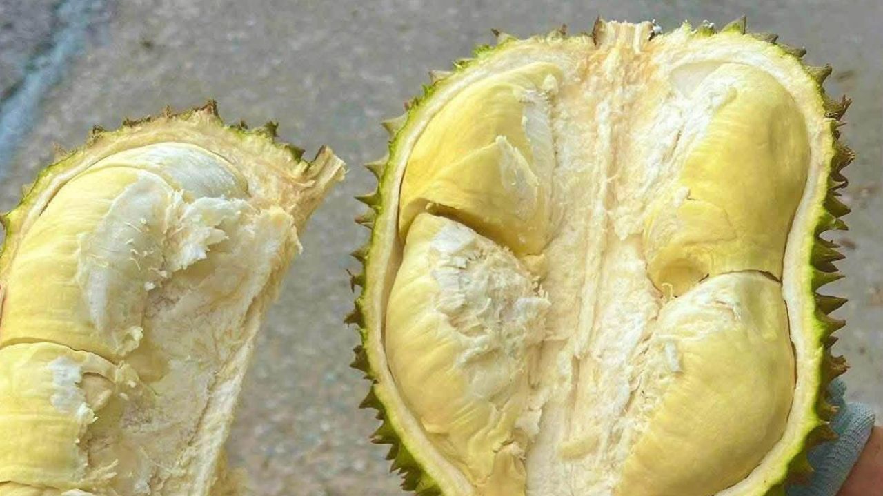 Cận cảnh quả sầu riêng Monthong chín vừa cắt, lộ rõ múi cơm vàng nhạt, dày thịt, hạt lép