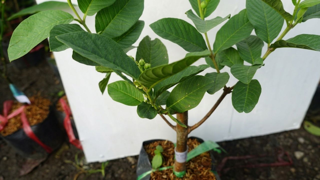 Cây giống ổi nữ hoàng lá xanh tươi tốt