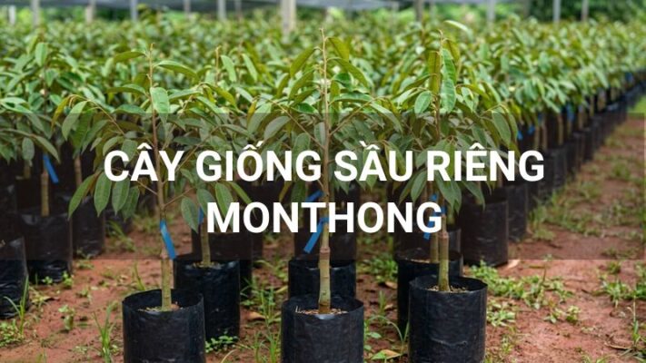 Cây giống sầu riêng Monthong