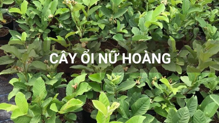 Cây ổi nữ hoàng