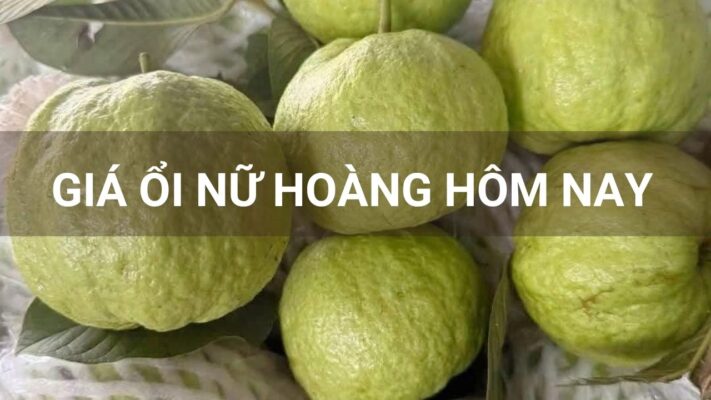 Giá ổi nữ hoàng hôm nay