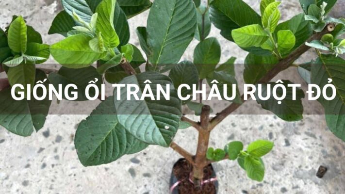 Giống ổi trân châu ruột đỏ