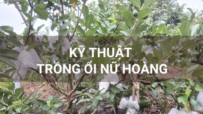 Kỹ thuật trồng ổi nữ hoàng