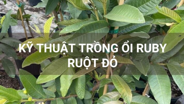 Kỹ thuật trồng ổi ruby ruột đỏ