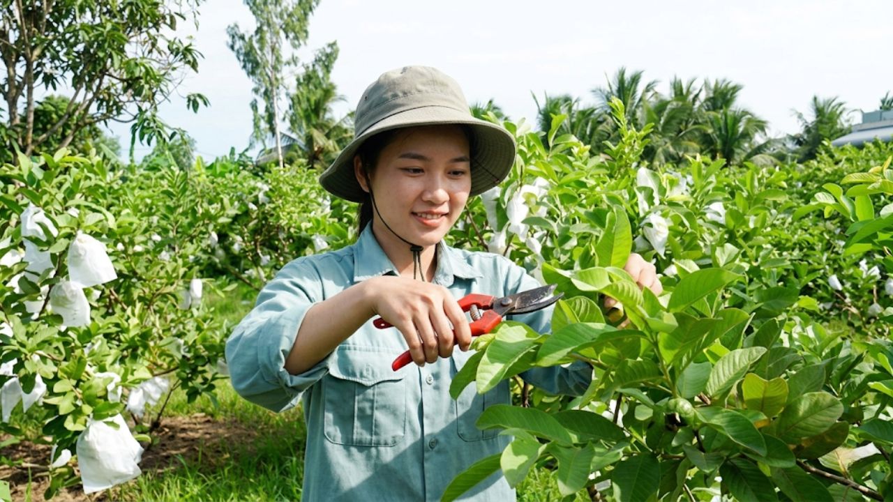 Người nông dân miền Tây đang tỉa cành cho cây ổi ruby ruột đỏ