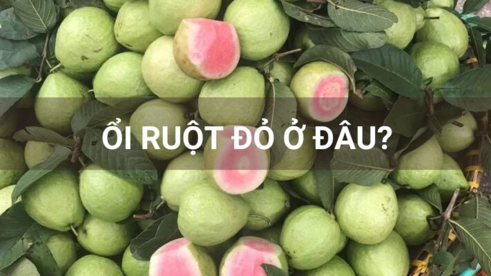 Ổi ruột đỏ ở đâu