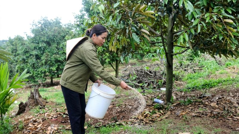Phân bón giàu đạm và lân để kích thích rễ tơ sầu riêng phát triển trở lại