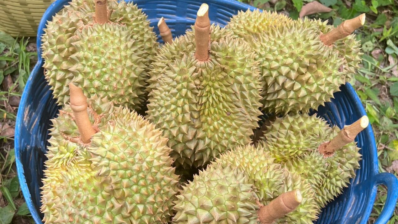 Vựa thu mua sầu riêng tại vườn