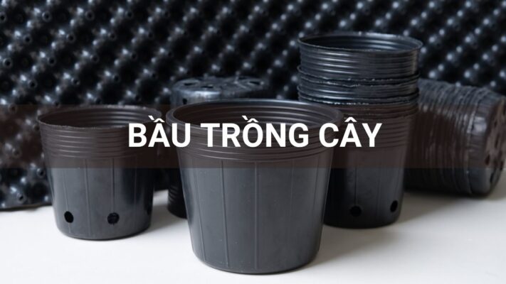 Bầu trồng cây