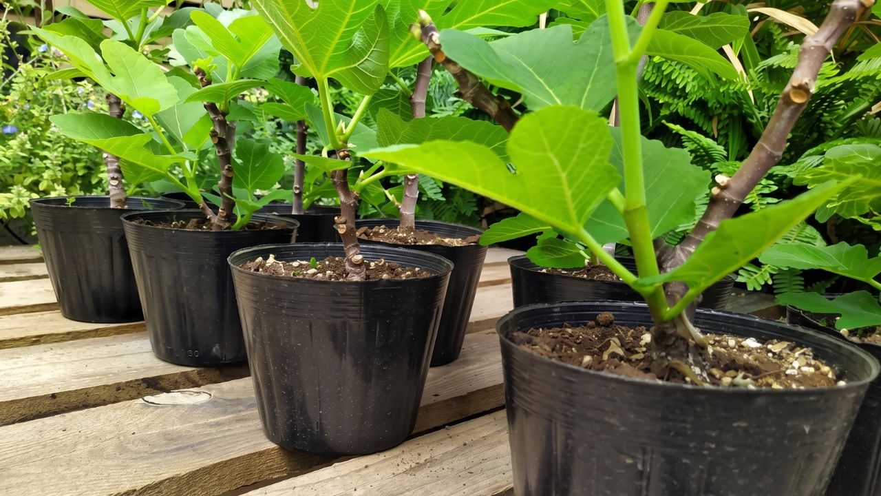 Chậu nhựa mềm ươm cây giống