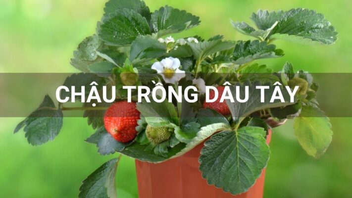 Chậu trồng dâu tây