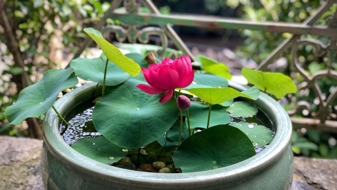 Sen Drop Blood (Sen Huyết)