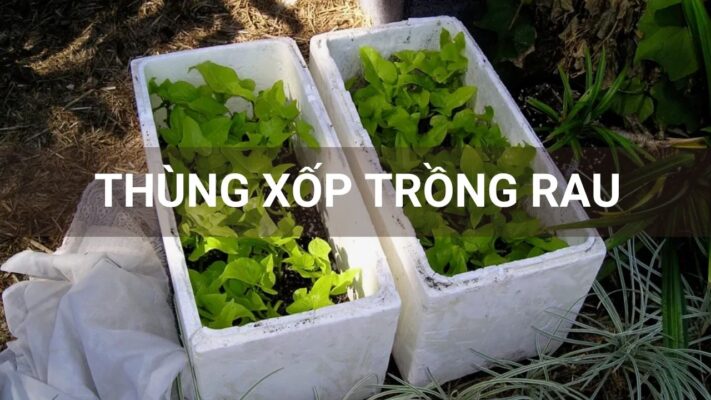 Trồng rau trong thùng xốp
