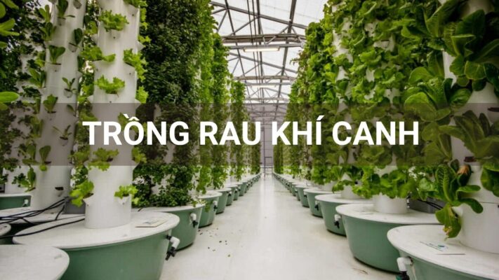 Trồng rau khí canh