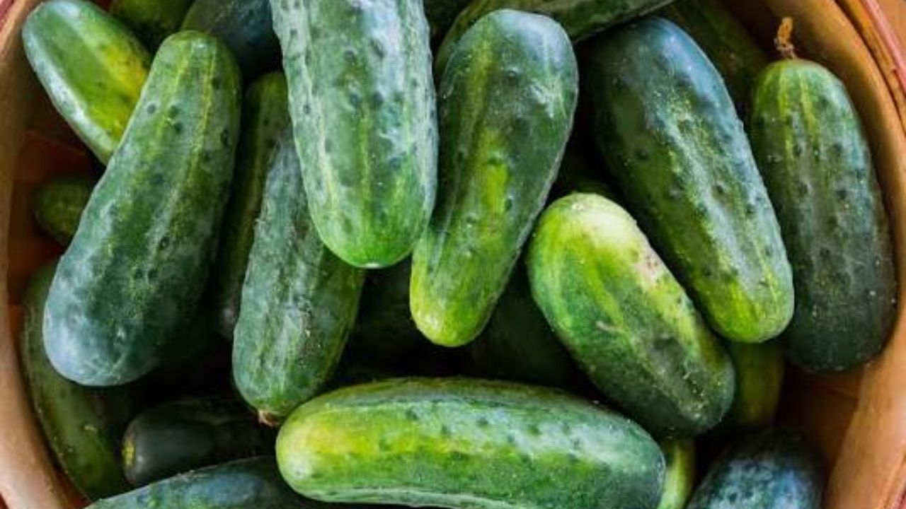 Dưa leo bụi (bush cucumber)