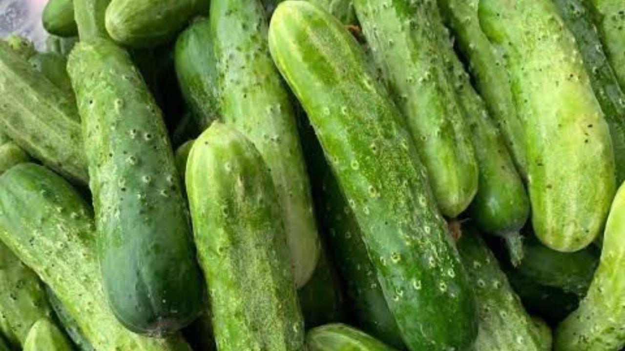 Dưa leo truyền thống (dưa nếp)