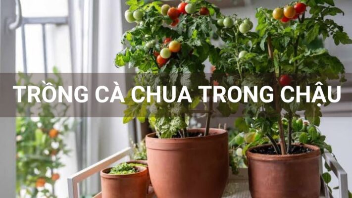 Trồng cà chua trong chậu