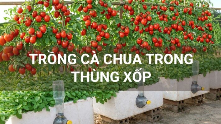 Trồng cà chua trong thùng xốp