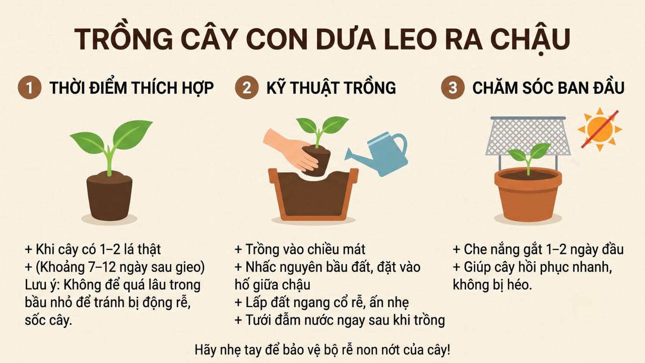 Trồng cây con dưa leo ra chậu