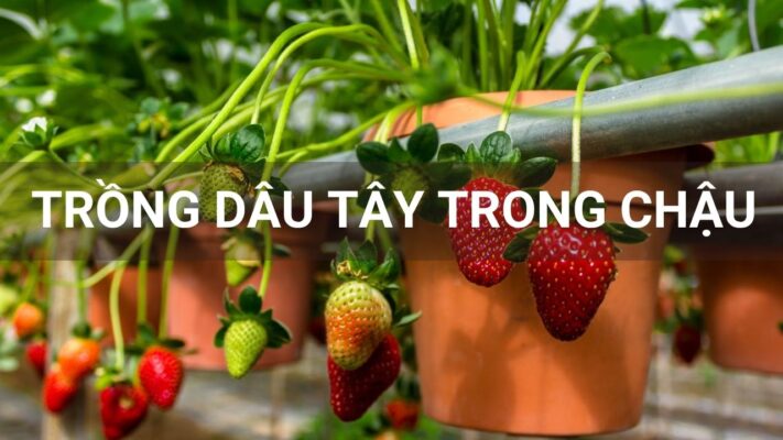Trồng dâu tây trong chậu