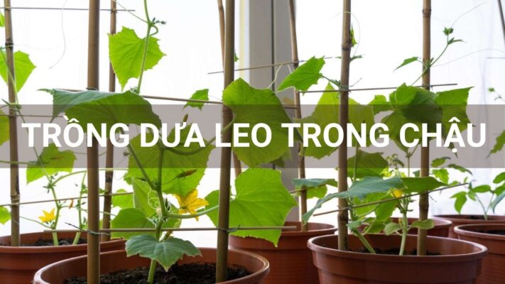 Trồng dưa leo trong chậu